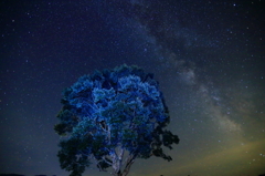 ナラの木も星空色に