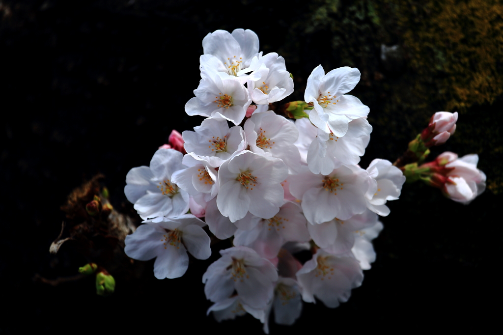 寄り添って綺麗に桜