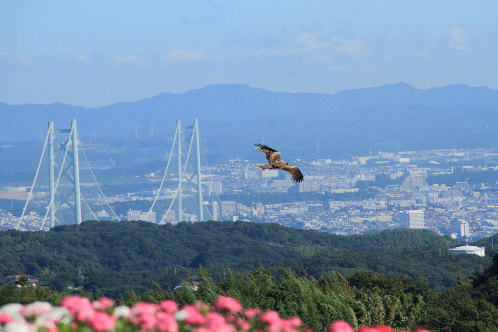 トンビがくるりとわをかいた