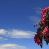 HANA 秋の青空に