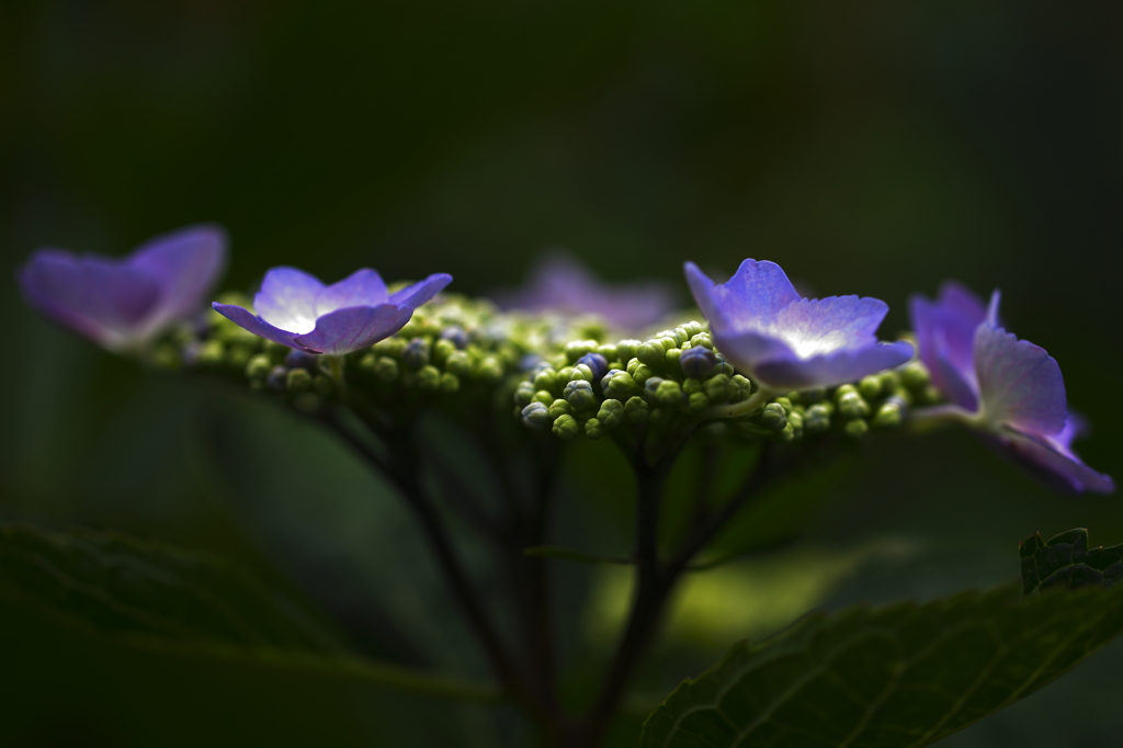 裏庭の額紫陽花Ⅱ