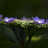 裏庭の額紫陽花Ⅱ