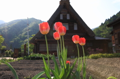 花咲く五箇山合掌集落