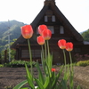 花咲く五箇山合掌集落