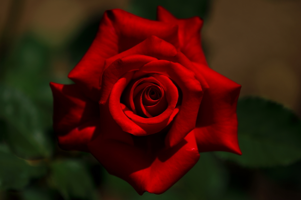 薔薇