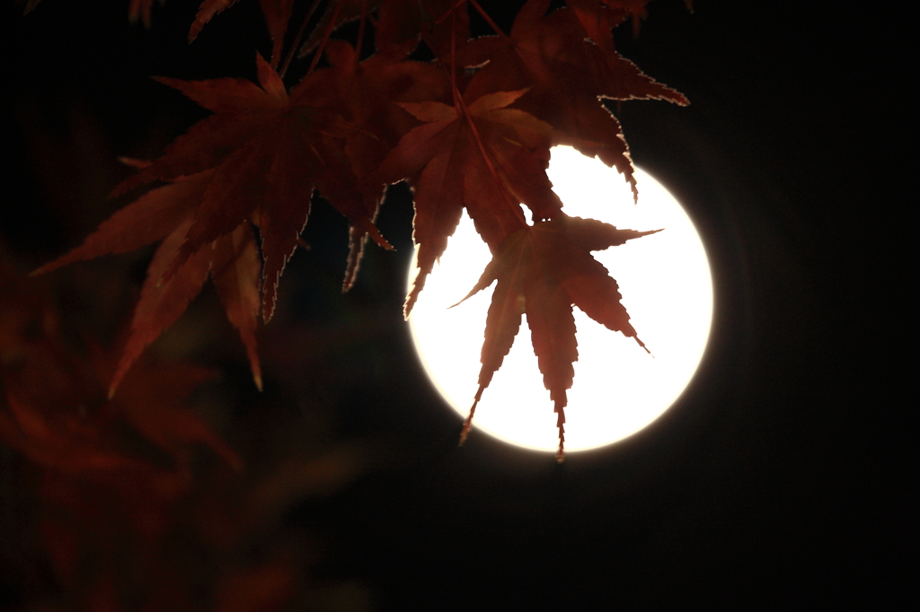 晩秋・・月とモミジ