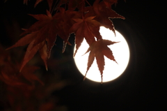 晩秋・・月とモミジ