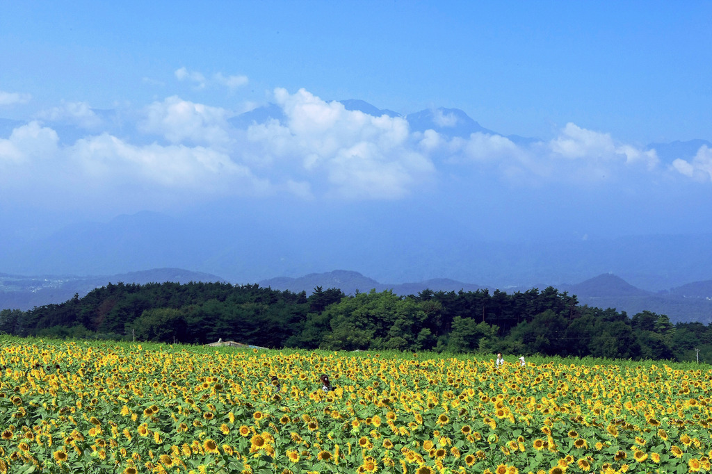 明野のヒマワリに八ヶ岳連峰