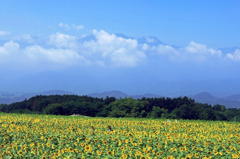 明野のヒマワリに八ヶ岳連峰