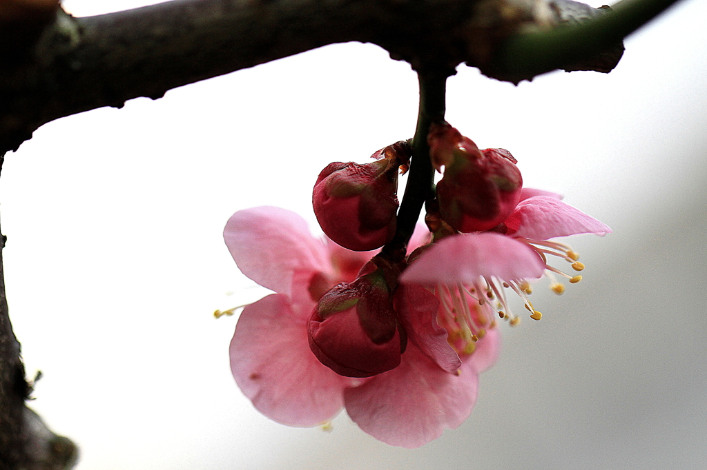 梅・UME・うめ Ⅱ