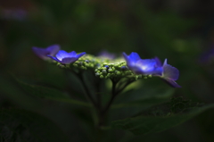 裏庭の額紫陽花Ⅲ