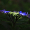 裏庭の額紫陽花Ⅲ