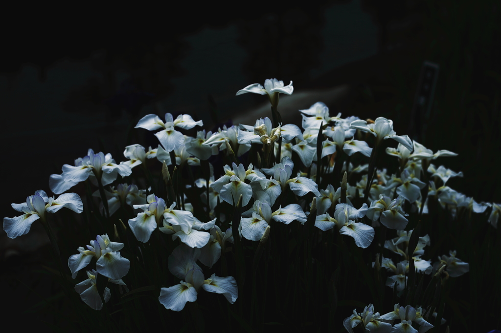 花菖蒲