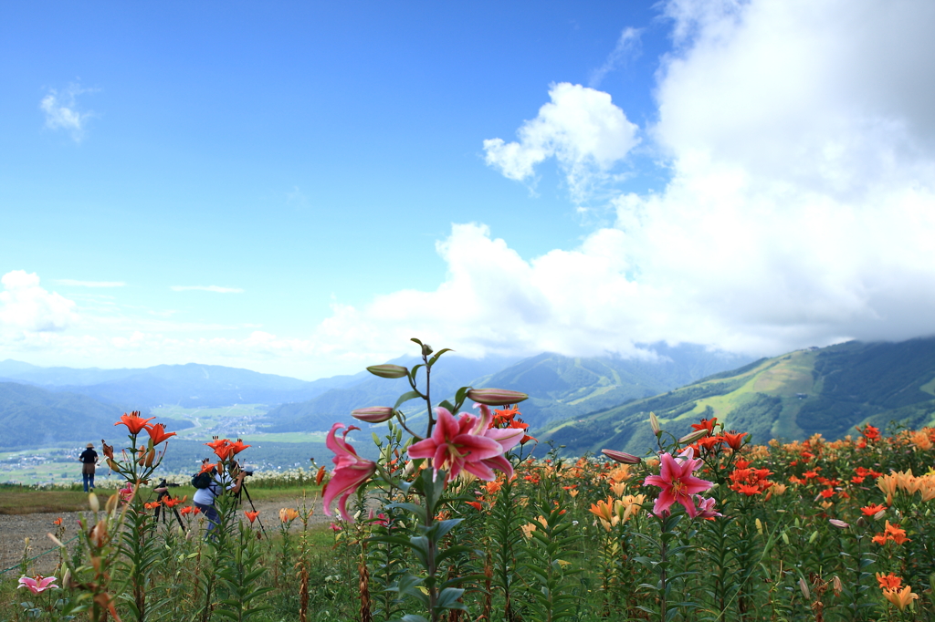 花ある風景・・白馬