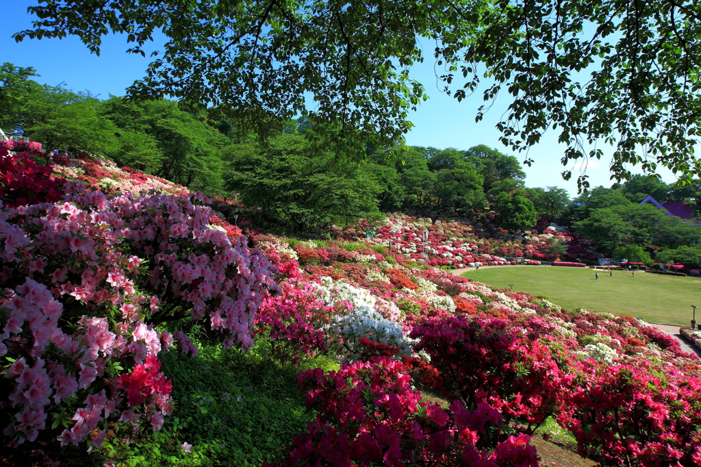 桜から躑躅へ