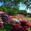 桜から躑躅へ