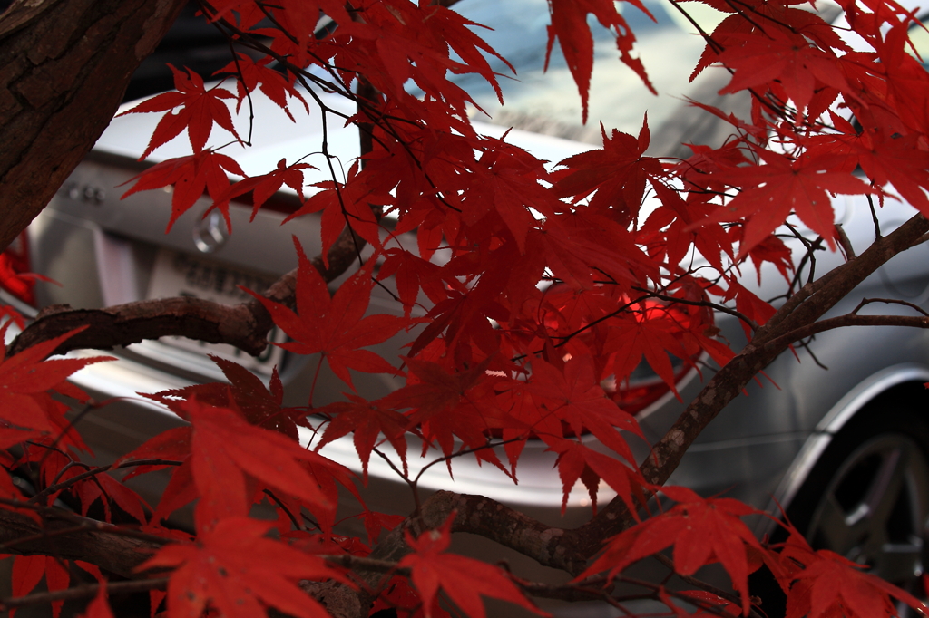 ベンツｖｓ紅葉