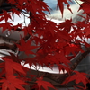 ベンツｖｓ紅葉