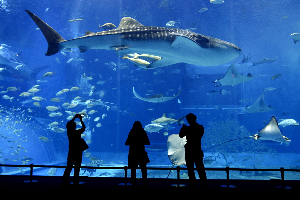 沖縄美ら海水族館