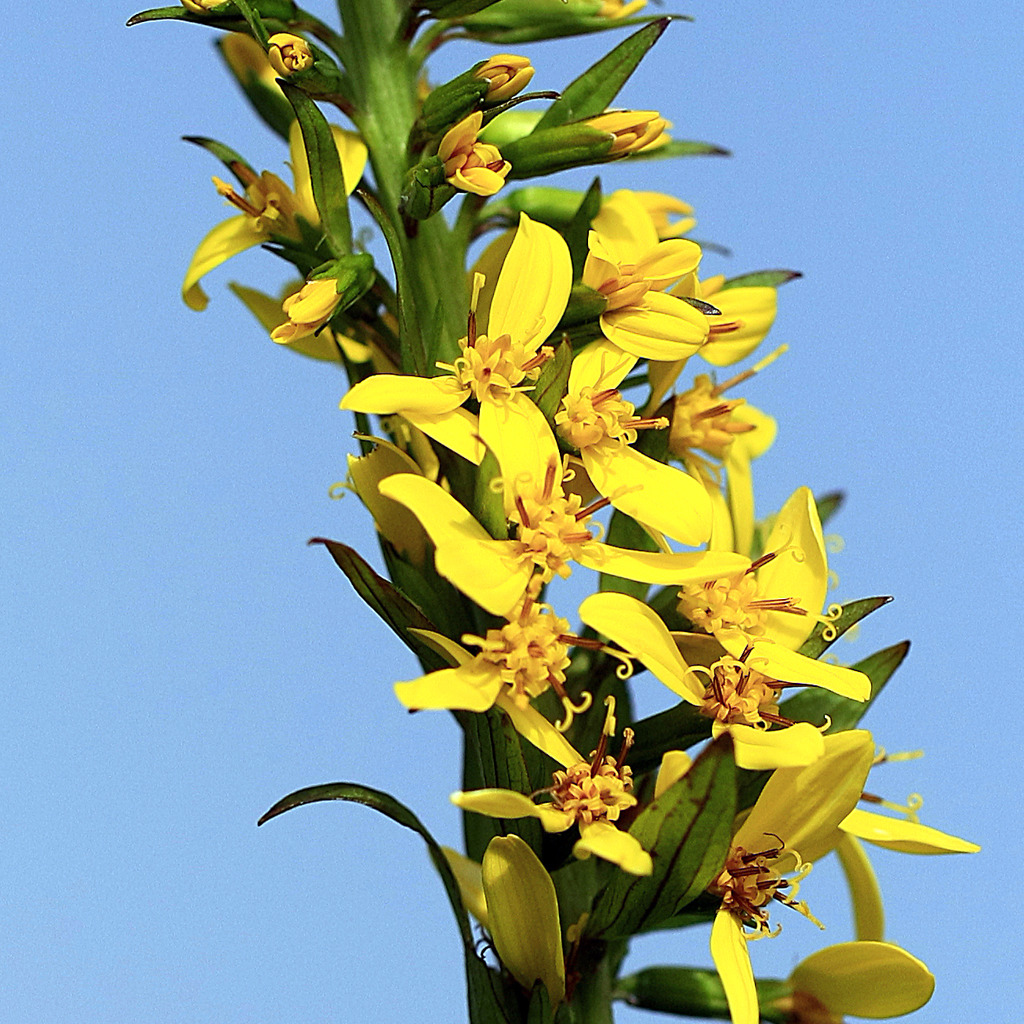 伊吹山の花・メタカラコウ