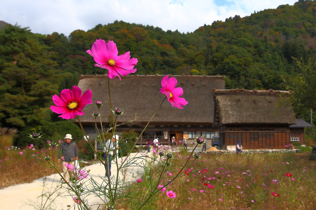 ここでちょっと秋の白川郷を