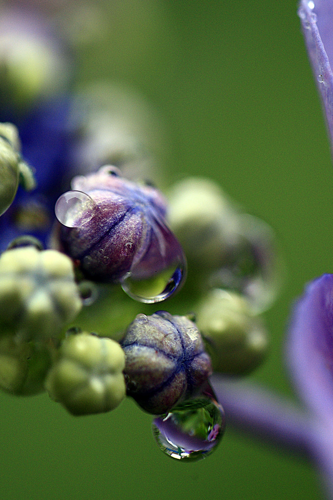 水玉の中に 雨の額紫陽花