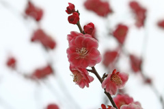 梅・UME・うめ Ⅰ