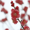 梅・UME・うめ Ⅰ