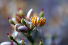 南天の花