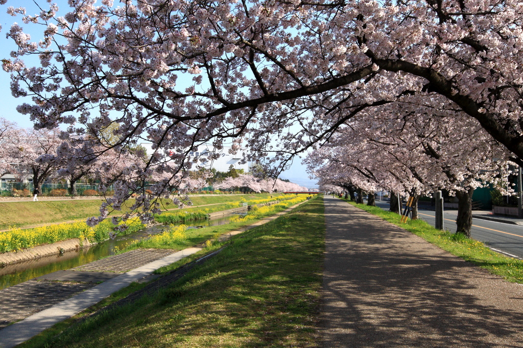 春爛漫・・どこまで続く桜並木・・満開だぁ