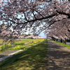 春爛漫・・どこまで続く桜並木・・満開だぁ