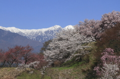 伊那谷の桜