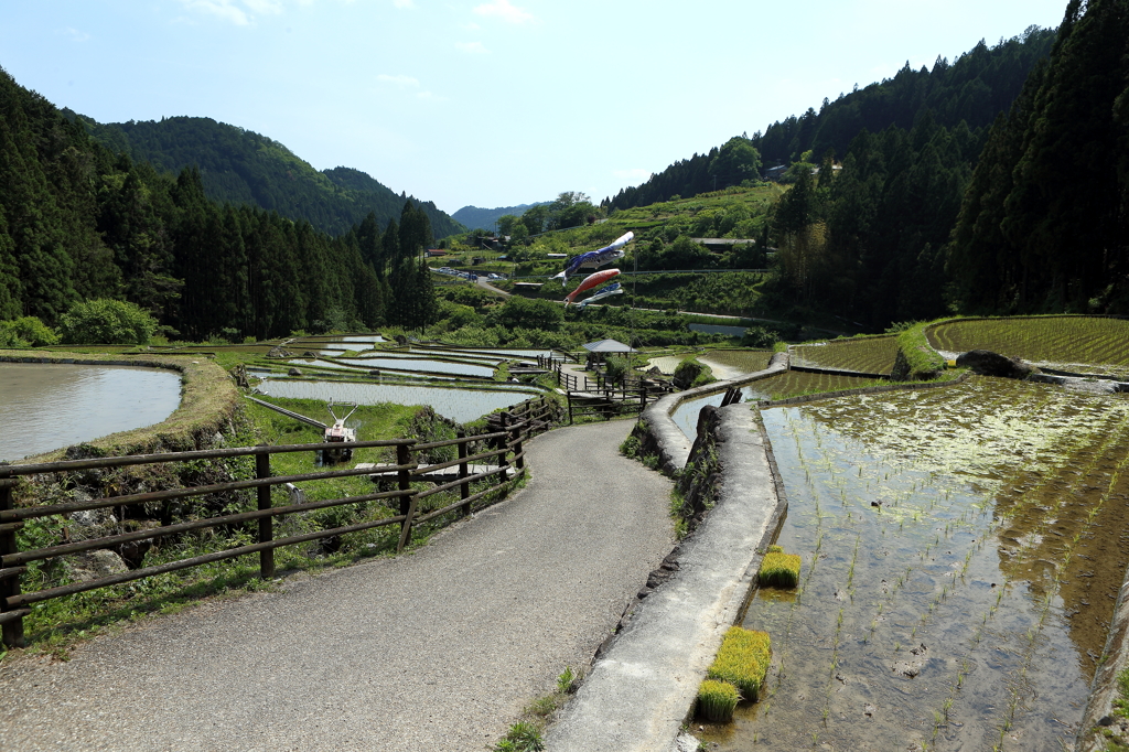 四谷の千枚田