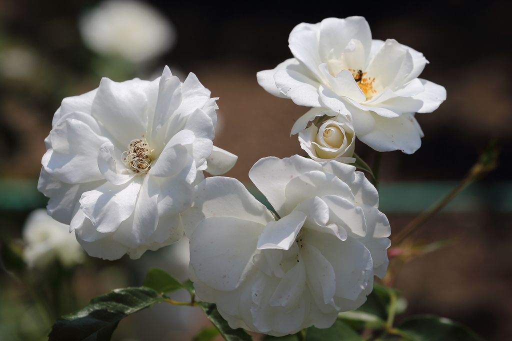 純白の薔薇