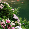 鯉と紫陽花