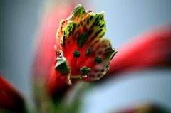 アルストロメリア 小惑星シベ？