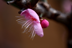 梅・ＵＭＥ・ウメ Ⅵ