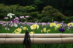 大安禅寺に咲く花菖蒲