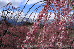 残雪の山々に映える しだれ梅・ＵＭＥ