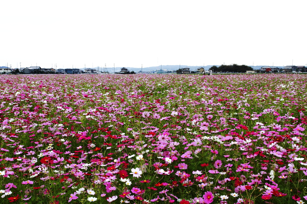 コスモス・秋桜・コスモス