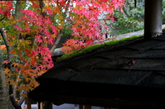 屋根と紅葉