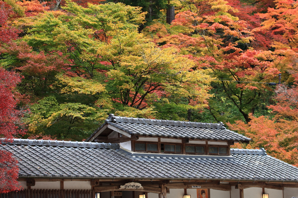 綺麗な紅葉に包まれる処