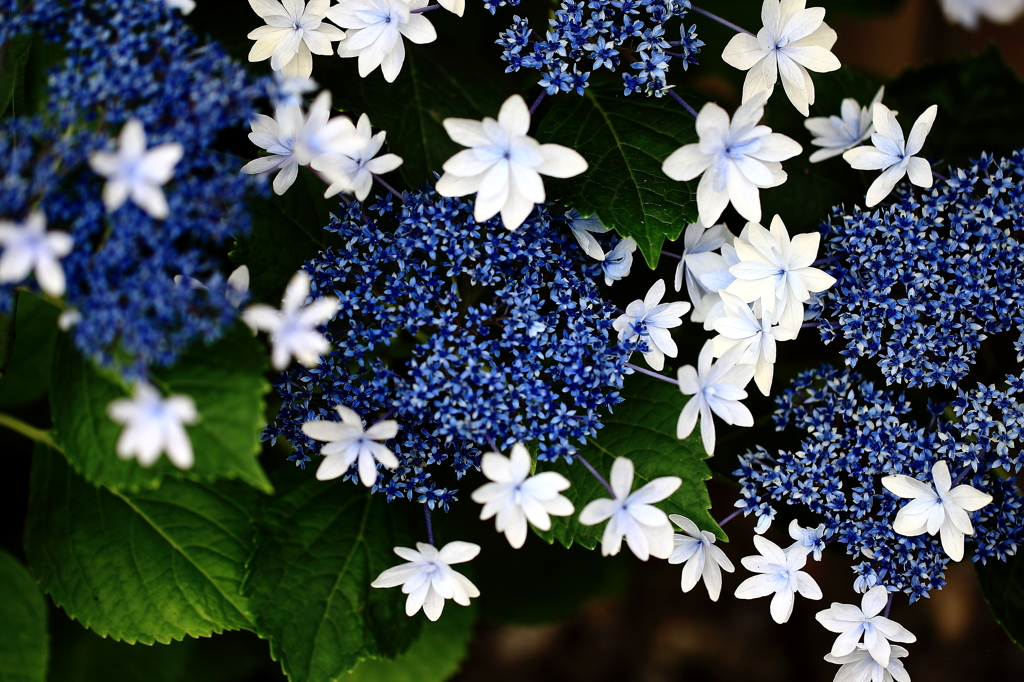 目にとまった紫陽花「ホシゾラ」