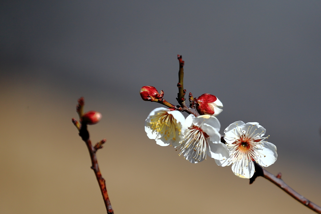 梅の花・開花・五段活用