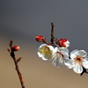 梅の花・開花・五段活用