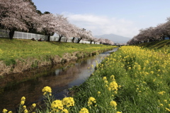 佐奈川４ｋｍ・・満開の桜