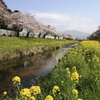 佐奈川４ｋｍ・・満開の桜