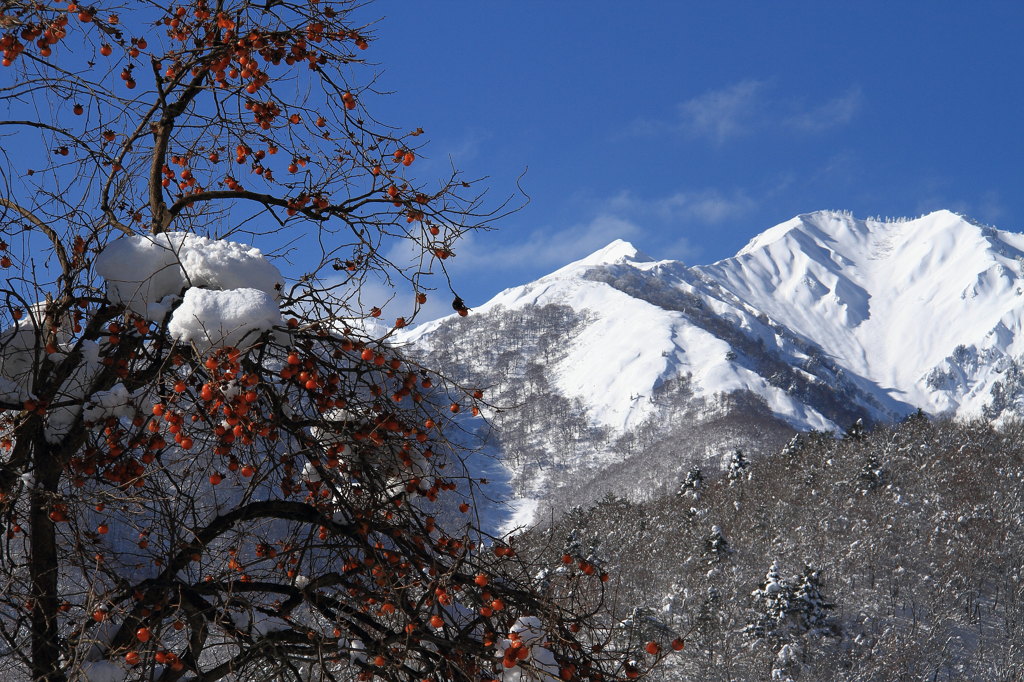 白川郷 残り柿と見る雪山 白山連峰