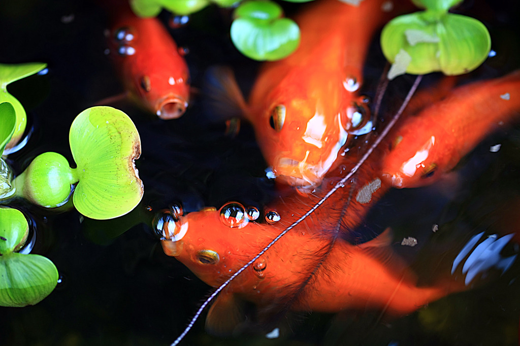 わが家のペットⅠ