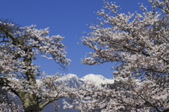 青空･残雪・満開の桜を召しませ！！